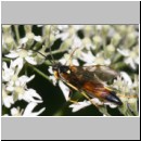 Ichneumon suspiciosus - Schlupfwespe m089b 17mm-fdet02b-Joel Valemberg.jpg